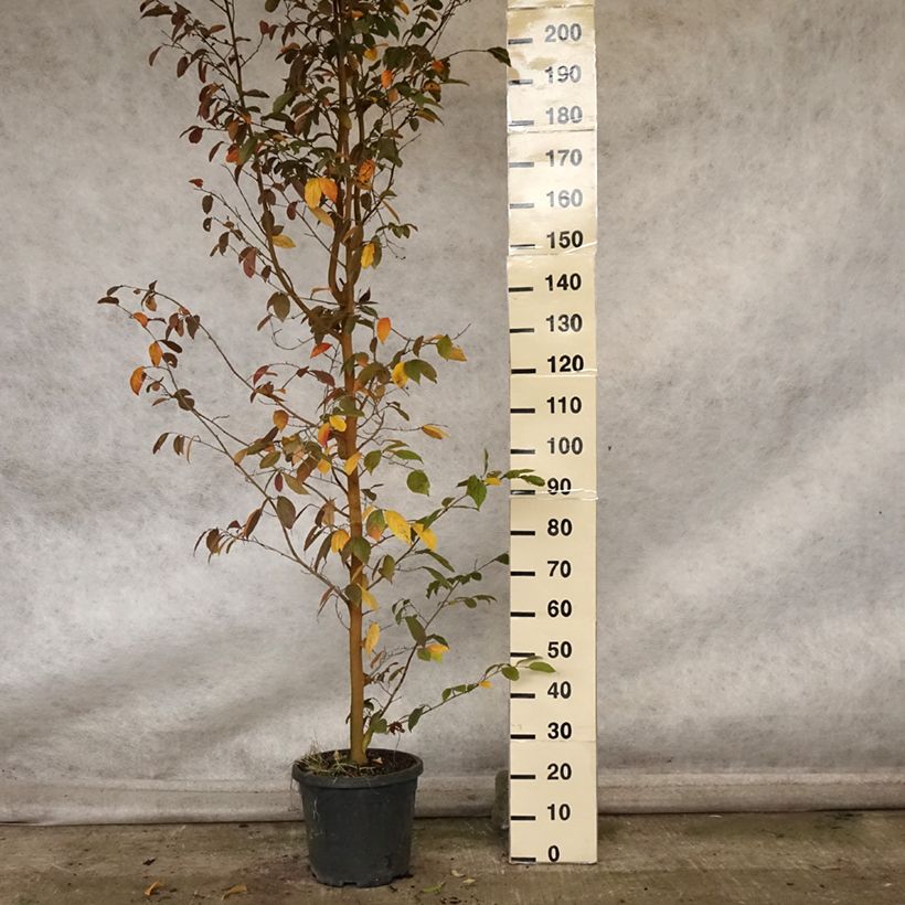 Spécimen de Sycoparrotia semidecidua Autunno Rosso Pot de 12L/15L tel que livré en automne