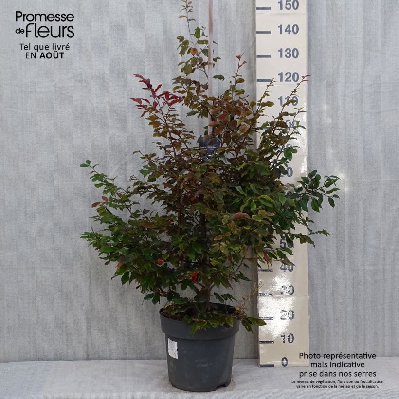 Spécimen de Sycoparrotia semidecidua Purple Haze  Pot de 12L/15L tel que livré en été