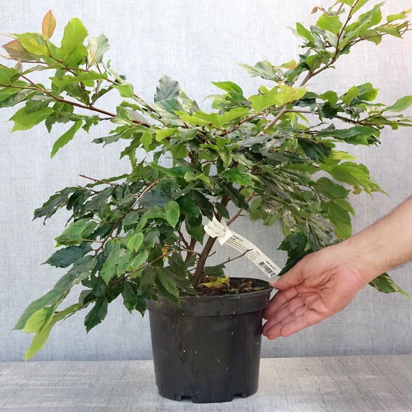 Spécimen de Sycoparrotia semidecidua Purple Haze  Pot de 4L/5L tel que livré en été