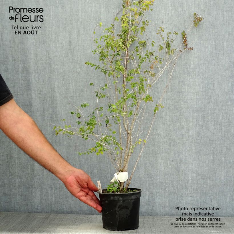 Spécimen de Symphoricarpos chenaultii - Symphorine de Chenault Pot de 2L/3L tel que livré en été