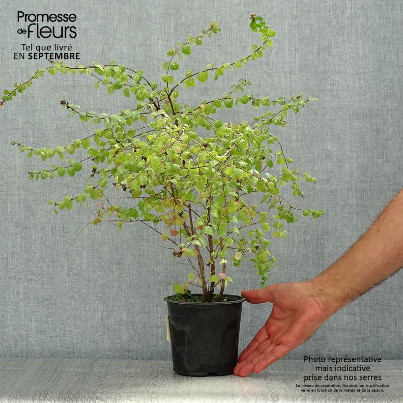 Spécimen de Symphoricarpos chenaultii Hancock - Symphorine de Chenault Pot de 1L/1,5L tel que livré en été