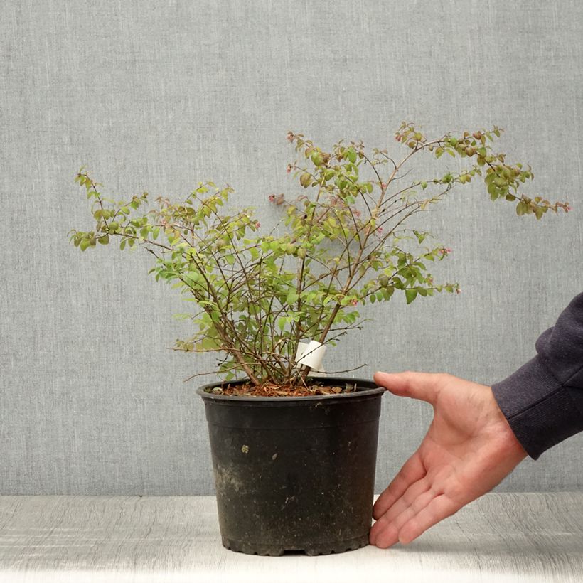 Spécimen de Symphoricarpos chenaultii Hancock - Symphorine de Chenault Pot de 2L/3L tel que livré en été