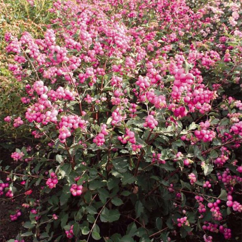 Symphorine, Symphoricarpos doorenbosii  Magical Candy (Floraison)