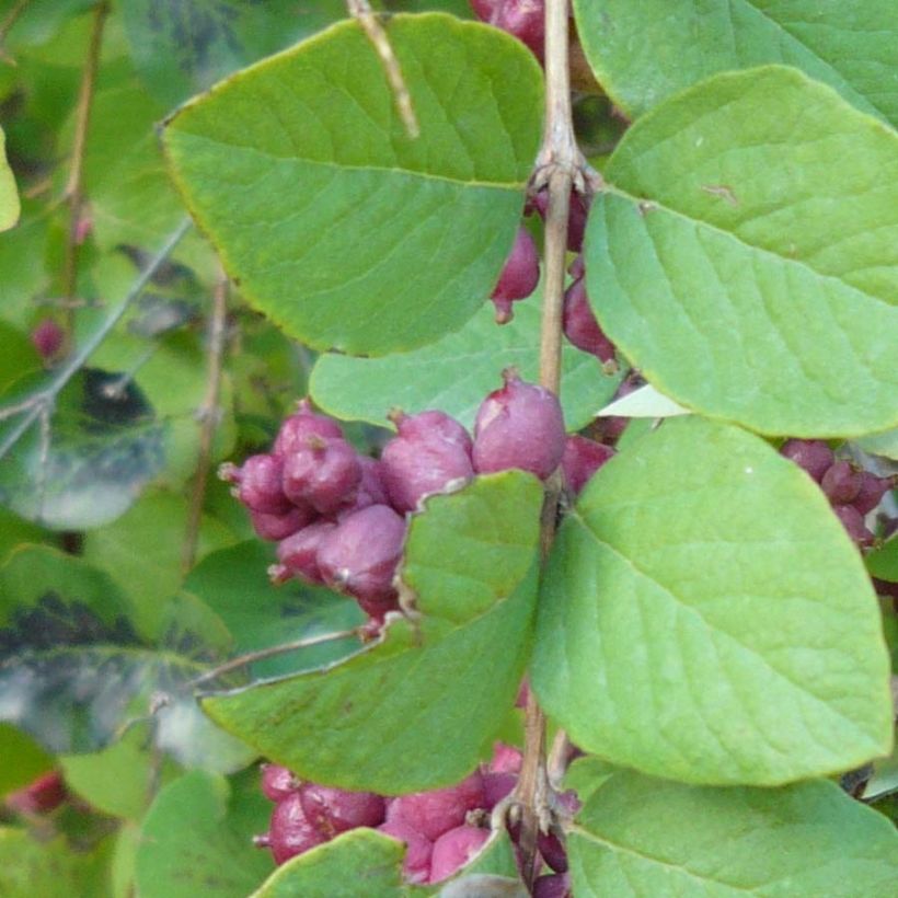 Symphorine - Symphoricarpos orbiculatus (Feuillage)