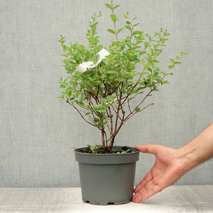 Spécimen de Symphorine Mother of Pearl - Symphorycarpos doorenboosii  Pot de 2L/3L tel que livré en été