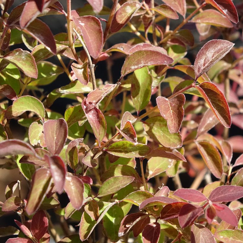 Symphorine - Symphoricarpos Magical Berry Christmas (Feuillage)