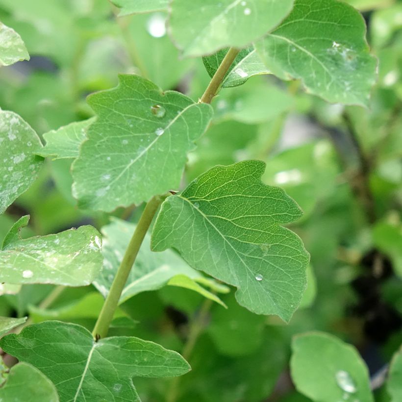 Symphorine - Symphoricarpos orbiculatus Symphony Rave (Feuillage)