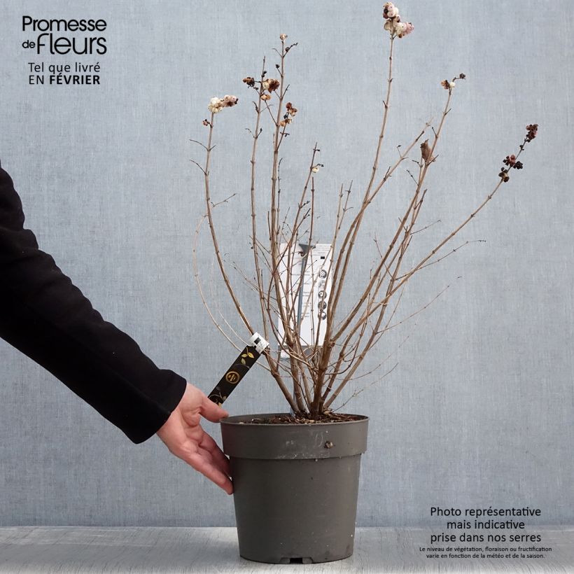 Spécimen de Symphorine - Symphoricarpos orbiculatus Symphony Rave Pot de 4L/5L tel que livré en hiver