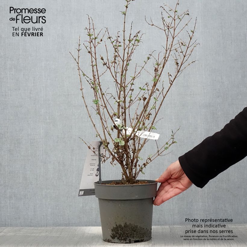 Spécimen de Symphorine - Symphoricarpos orbiculatus Symphony Rock Pot de 4L/5L tel que livré en hiver