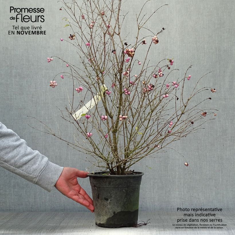 Spécimen de Symphorine - Symphoricarpos x doorenbosii Magical Sweet Pot de 4L/5L tel que livré en automne