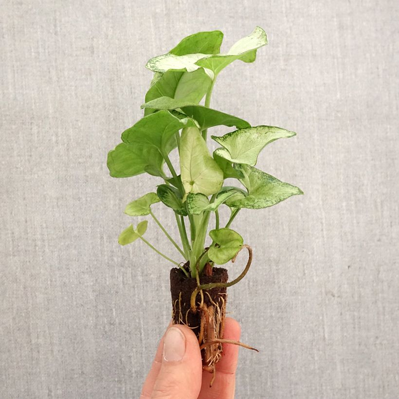 Spécimen de Syngonium Confetti - Mini-motte Ø 3/4 cm tel que livré au printemps