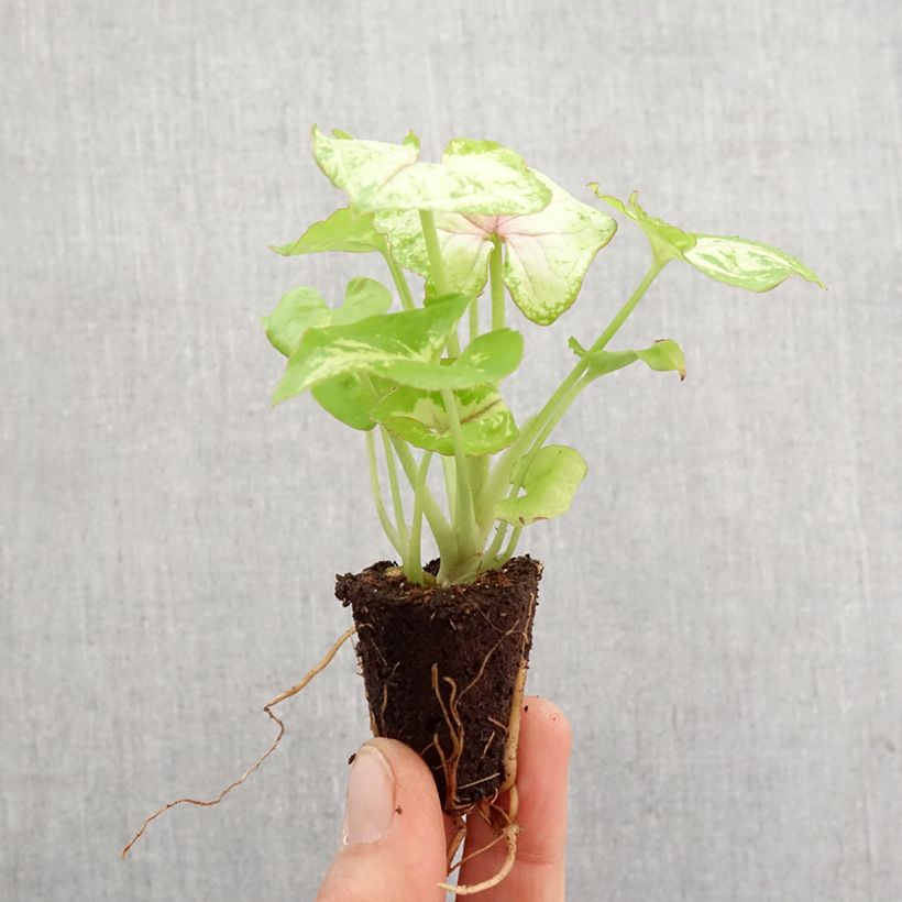 Spécimen de Syngonium Golden Allusion - Mini-motte Ø 3/4 cm tel que livré au printemps