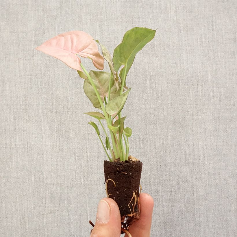 Spécimen de Syngonium Neon Robusta Mini-plante tel que livré au printemps