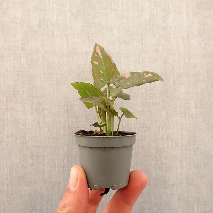 Spécimen de Syngonium Pink Splash Mini-plante tel que livré au printemps