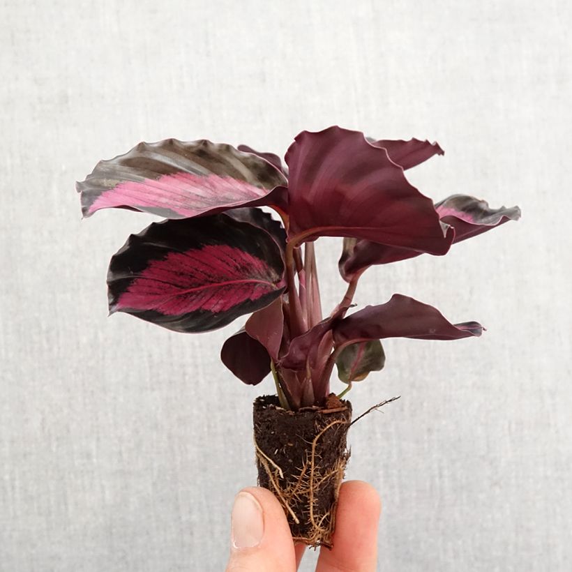 Spécimen de Syngonium Pink Splash - Motte 5 cm x 7 cm tel que livré au printemps