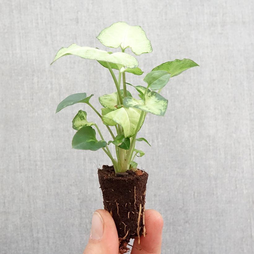 Spécimen de Syngonium Snow White - Patte d'oie Mini-motte Ø 3/4 cm tel que livré au printemps