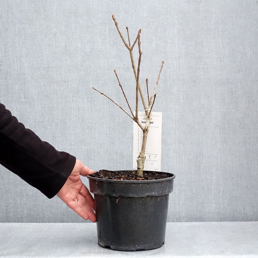 Spécimen de Syringa emodi aureovariegata - Lilas d'Himalaya  Pot de 4L/5LHauteur livrée env. 40/60cm tel que livré au printemps