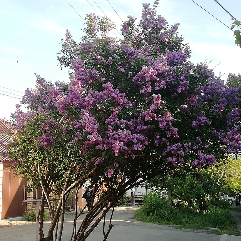 Lilas de Hongrie - Syringa josikaea (Port)