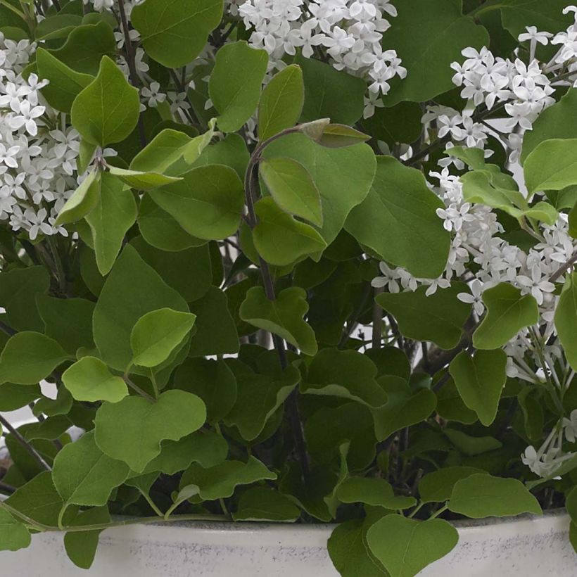 Lilas nain - Syringa meyeri Flowerfesta White (Feuillage)