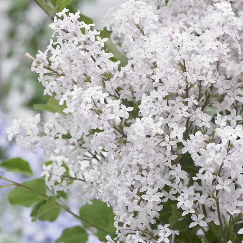 Lilas nain - Syringa meyeri Flowerfesta White (Floraison)