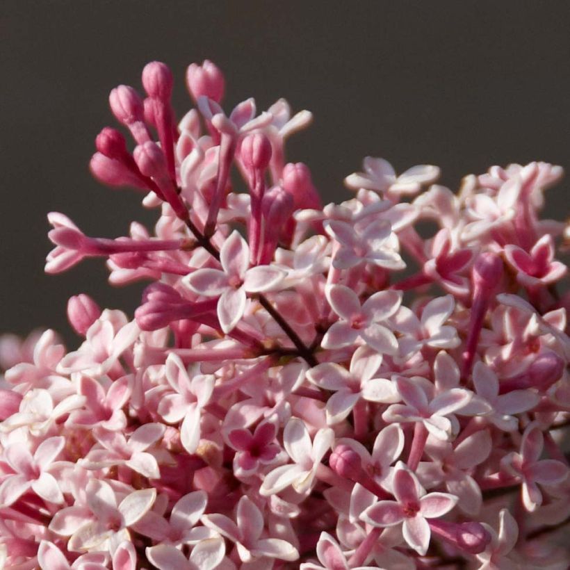 Lilas de Chine - Syringa microphylla Superba (Floraison)