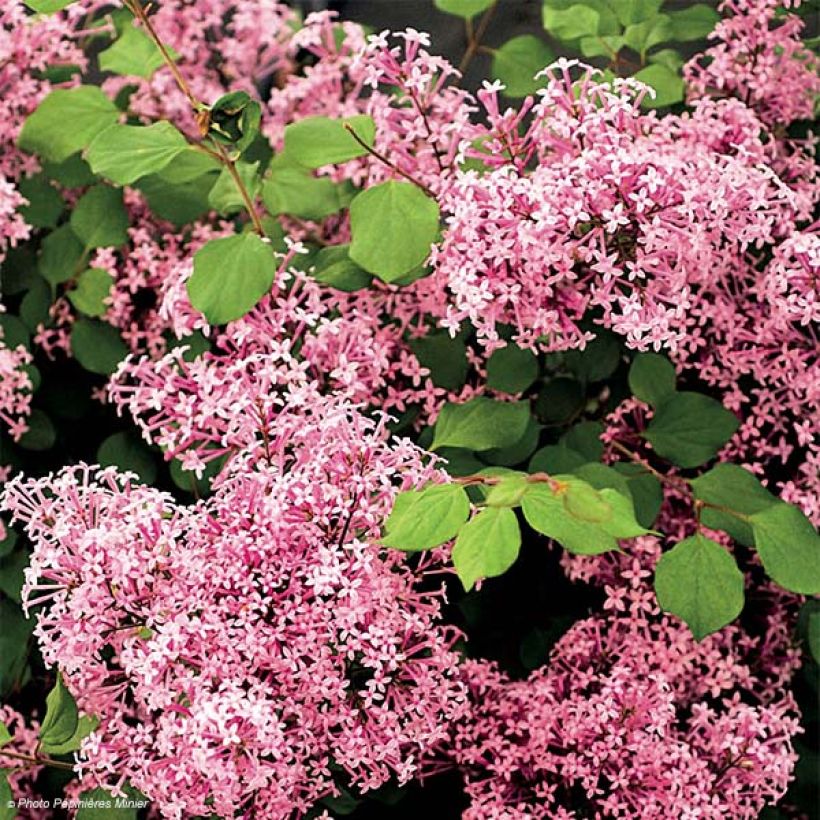 Lilas à petites feuilles - Syringa Red Pixie (Floraison)