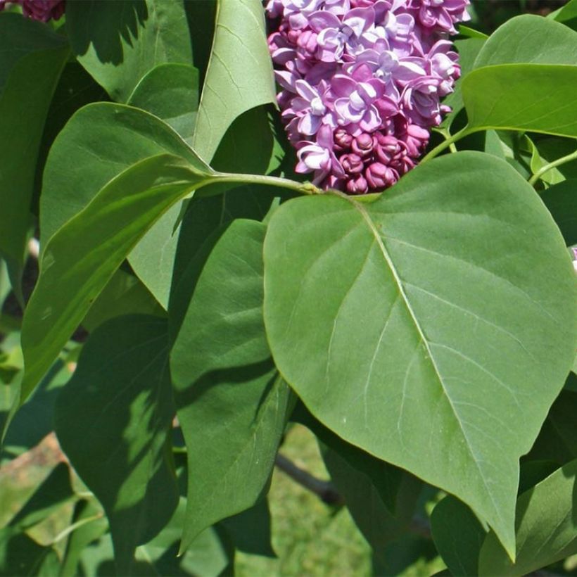 Lilas commun - Syringa vulgaris Paul Thirion (Feuillage)