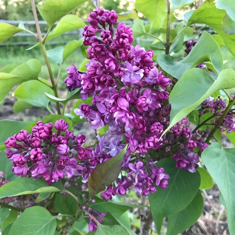 Lilas - Syringa vulgaris Prince Wolkonsky (Floraison)