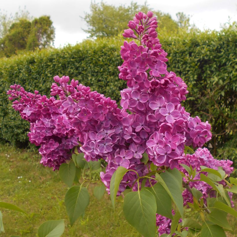 Lilas commun - Syringa vulgaris Znamya Lenina (Port)