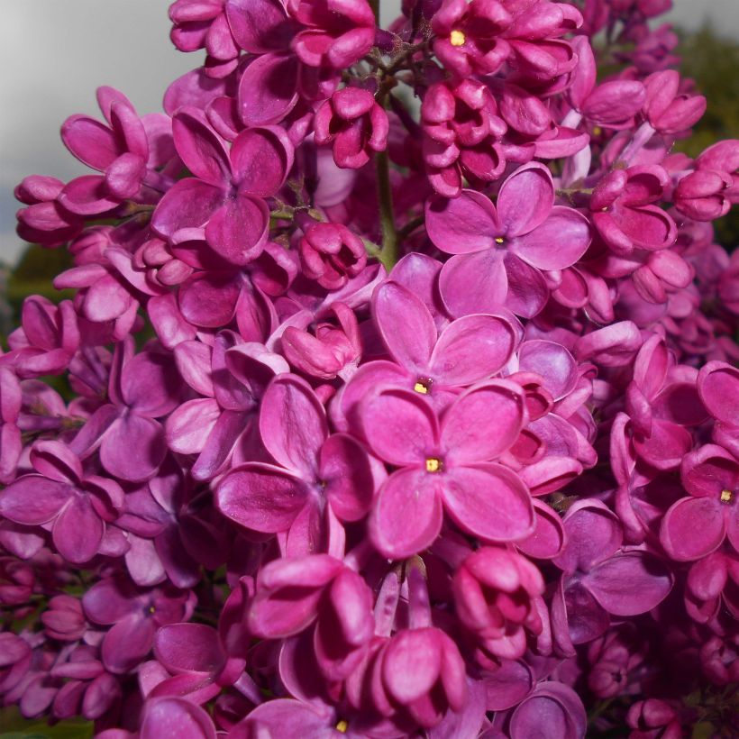 Lilas commun - Syringa vulgaris Znamya Lenina (Floraison)