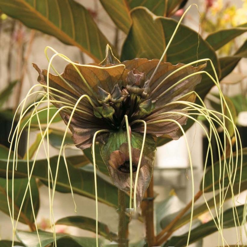 Tacca chantrieri Green Isle - Fleur Chauve-souris   (Floraison)