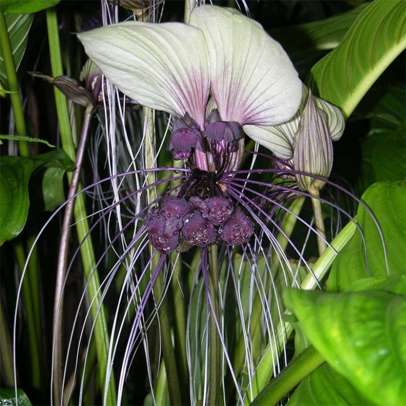 Tacca integrifolia - Fleur chauve-souris   (Floraison)