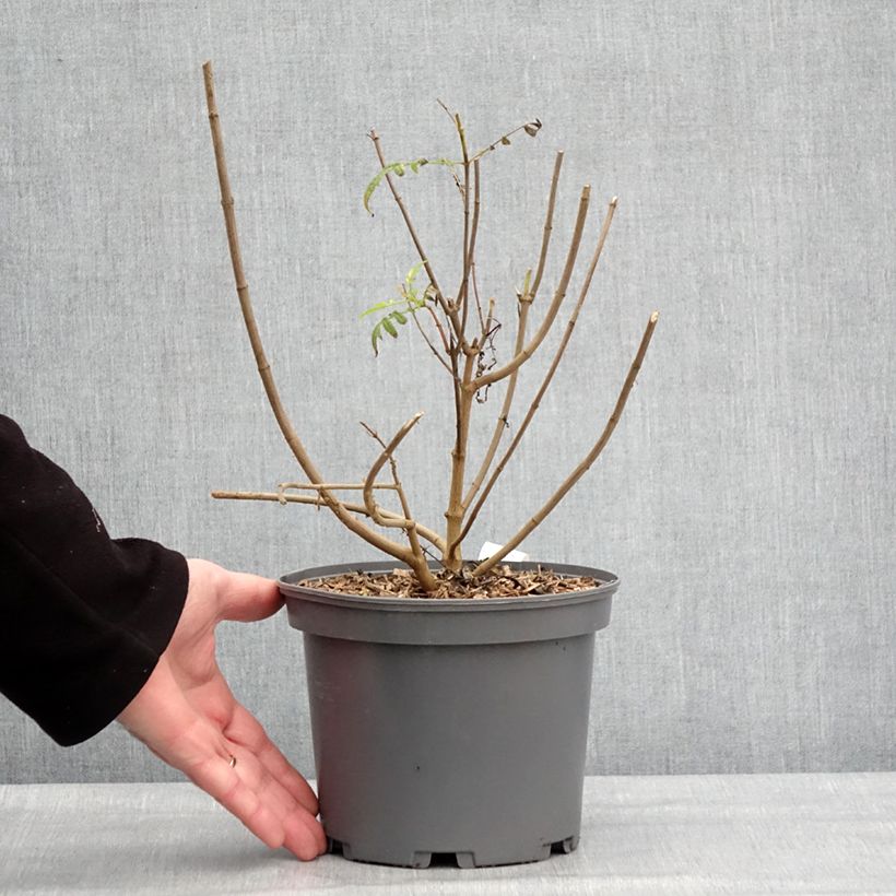 Spécimen de Tagetes lemmonii - Tagète de Lemmon Pot de 3L/4L tel que livré en hiver