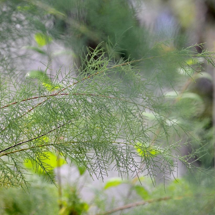 Tamarix ramosissima Pink Cascade (Feuillage)