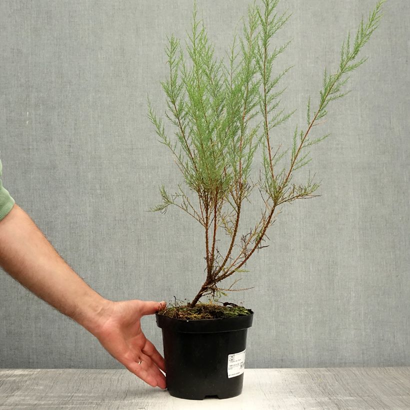 Spécimen de Tamaris ramosissima Rubra - Tamaris d'été Pot de 3L/4L tel que livré en été