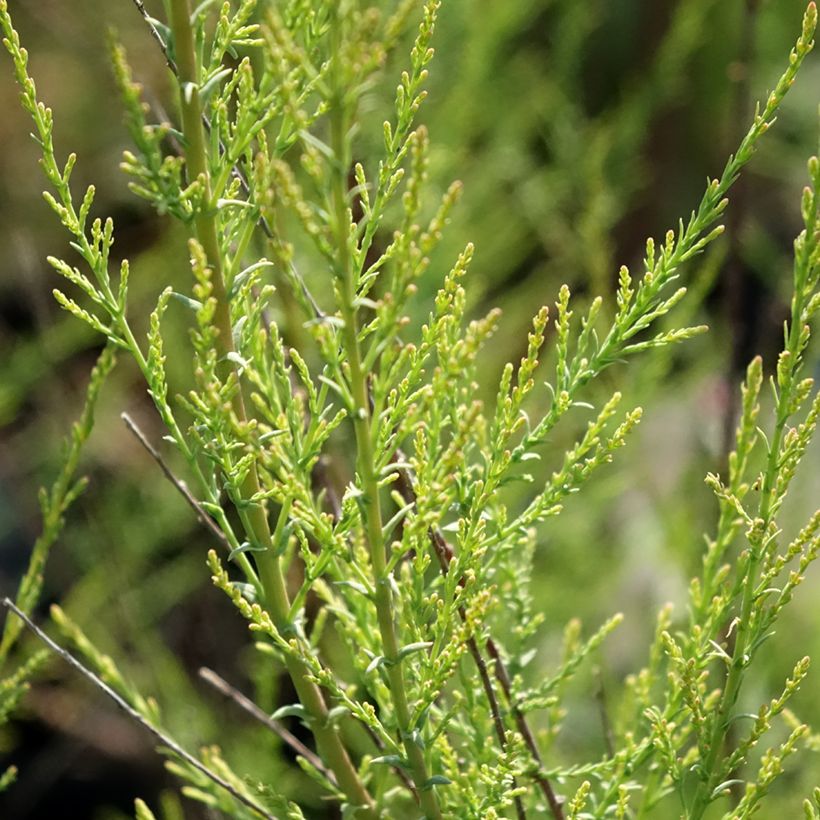 Tamaris ramosissima Rubra - Tamaris d'été (Feuillage)