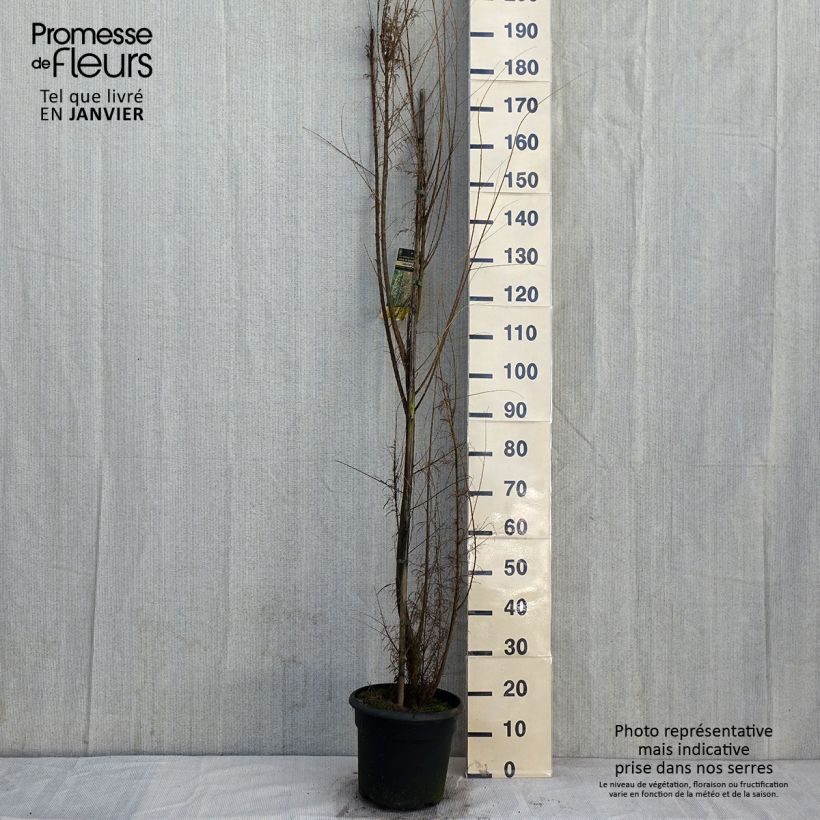 Spécimen de Tamarix gallica - Tamaris français, Tamaris commun Pot de 7,5L/10L tel que livré en hiver