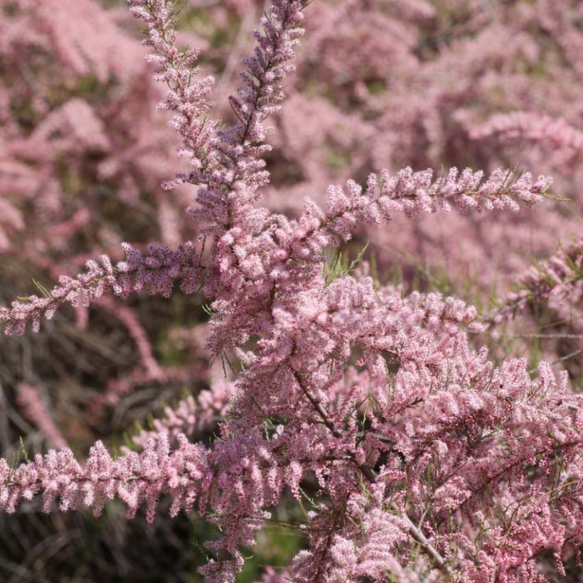 Tamarix parviflora - Tamaris de printemps (Floraison)