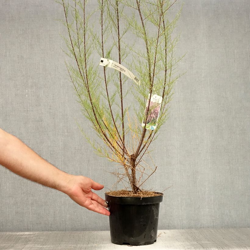 Spécimen de Tamarix parviflora - Tamaris de printemps Pot de 3L/4L tel que livré en été