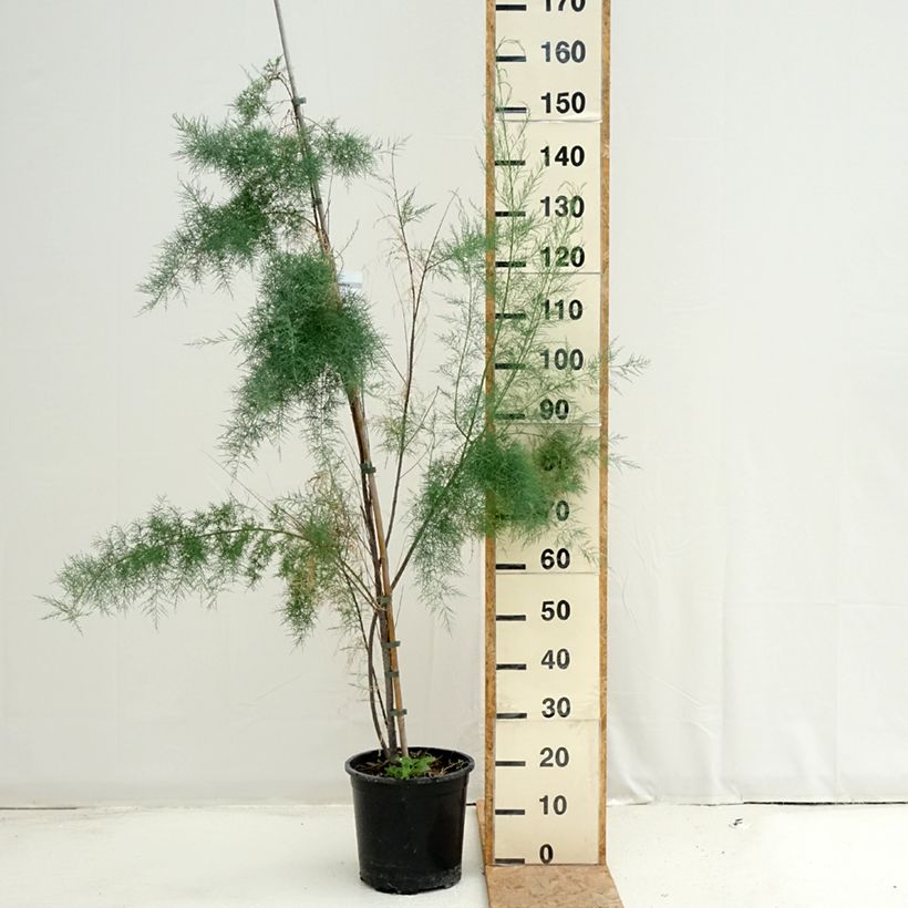 Spécimen de Tamarix ramosissima Pink Cascade Pot de 7,5L/10L tel que livré en été