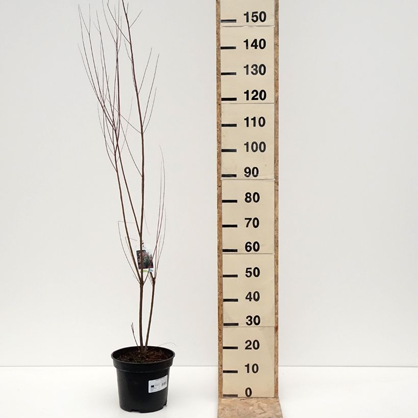 Spécimen de Tamarix ramosissima - Tamaris d'été - Pot de 4L/5L tel que livré en hiver