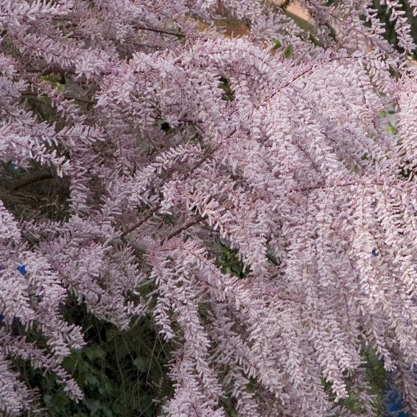 Tamarix tetrandra - Tamaris de printemps (Floraison)