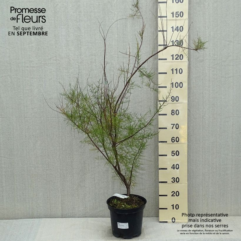 Spécimen de Tamarix tetrandra - Tamaris de printemps Pot de 7,5L/10L tel que livré en été