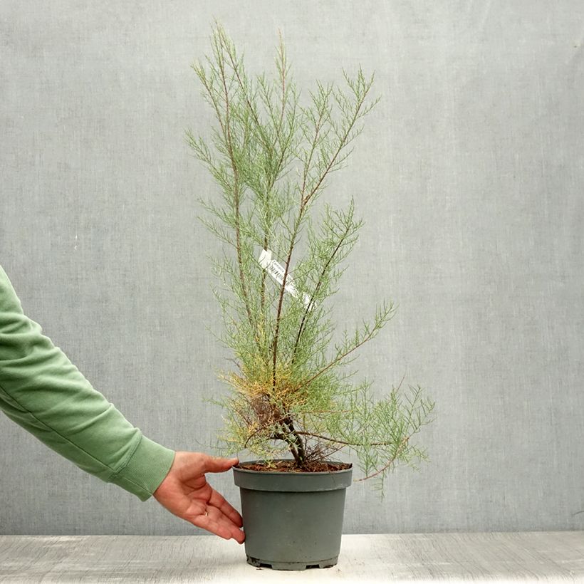 Spécimen de Tamarix tetrandra - Tamaris de printemps Pot de 3L/4L tel que livré en été