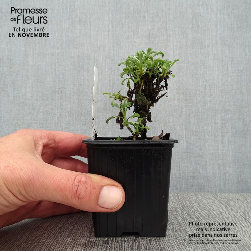 Spécimen de Tanacetum haradjanii Godet de 8/9 cm tel que livré en automne