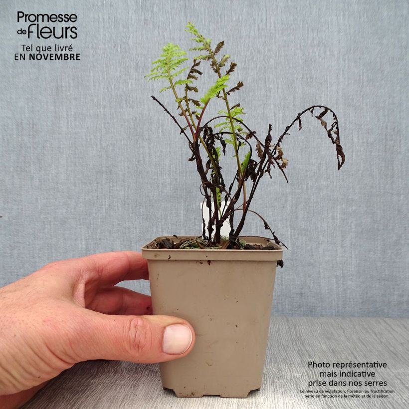 Spécimen de Tanacetum vulgare Isla Gold - Tanaisie dorée Godet de 8/9 cm tel que livré en automne