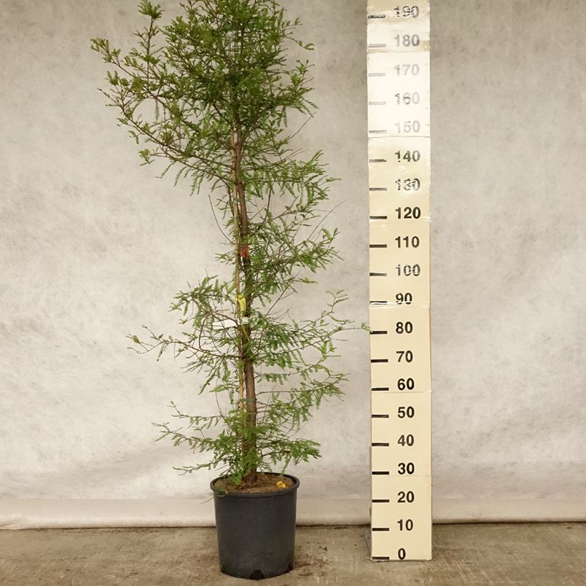 Spécimen de Taxodium distichum - Cyprès chauve Pot de 12L/15L tel que livré en été