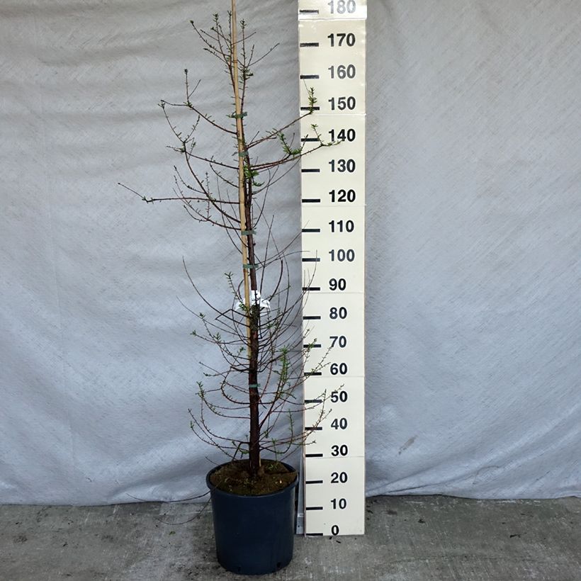 Spécimen de Taxodium distichum - Cyprès chauve Pot de 15L tel que livré au printemps