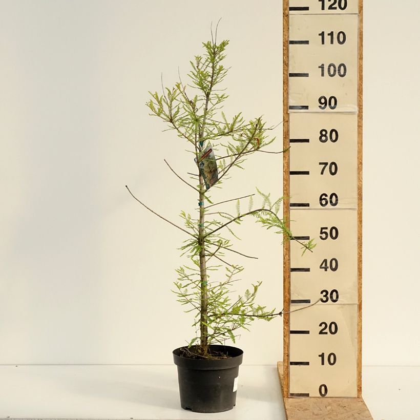Spécimen de Taxodium distichum - Cyprès chauve Pot de 3L/4L tel que livré en été