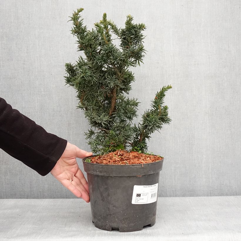 Spécimen de Taxus baccata Cristata - If commun nain Pot de 4L/5L tel que livré en hiver